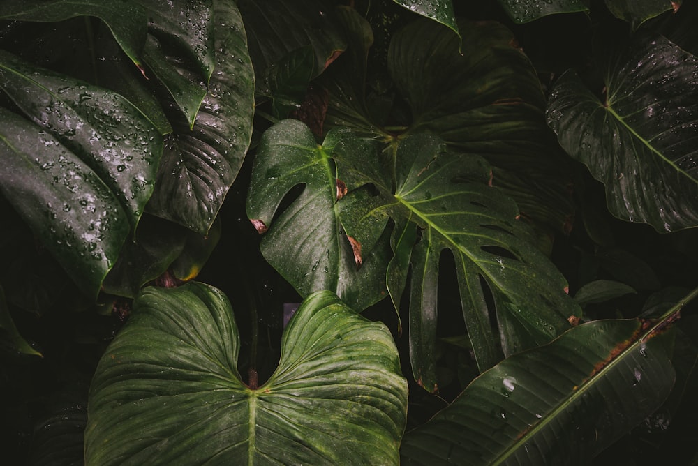 緑のカラジウム植物のクローズアップ写真