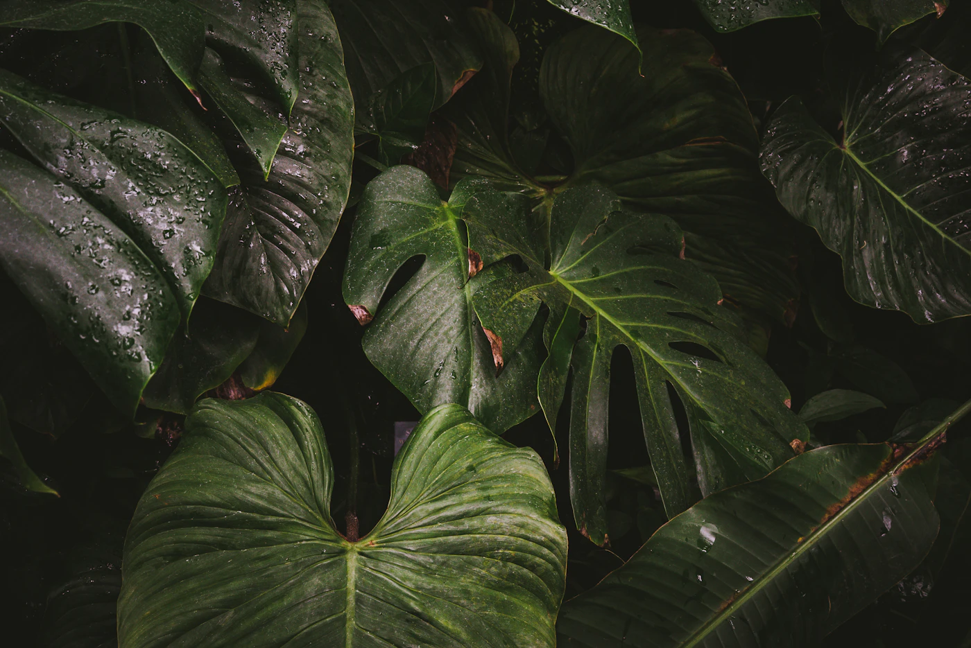 Lush tropical foliage