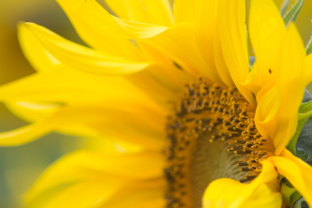 close-up photography of yellow sunflower