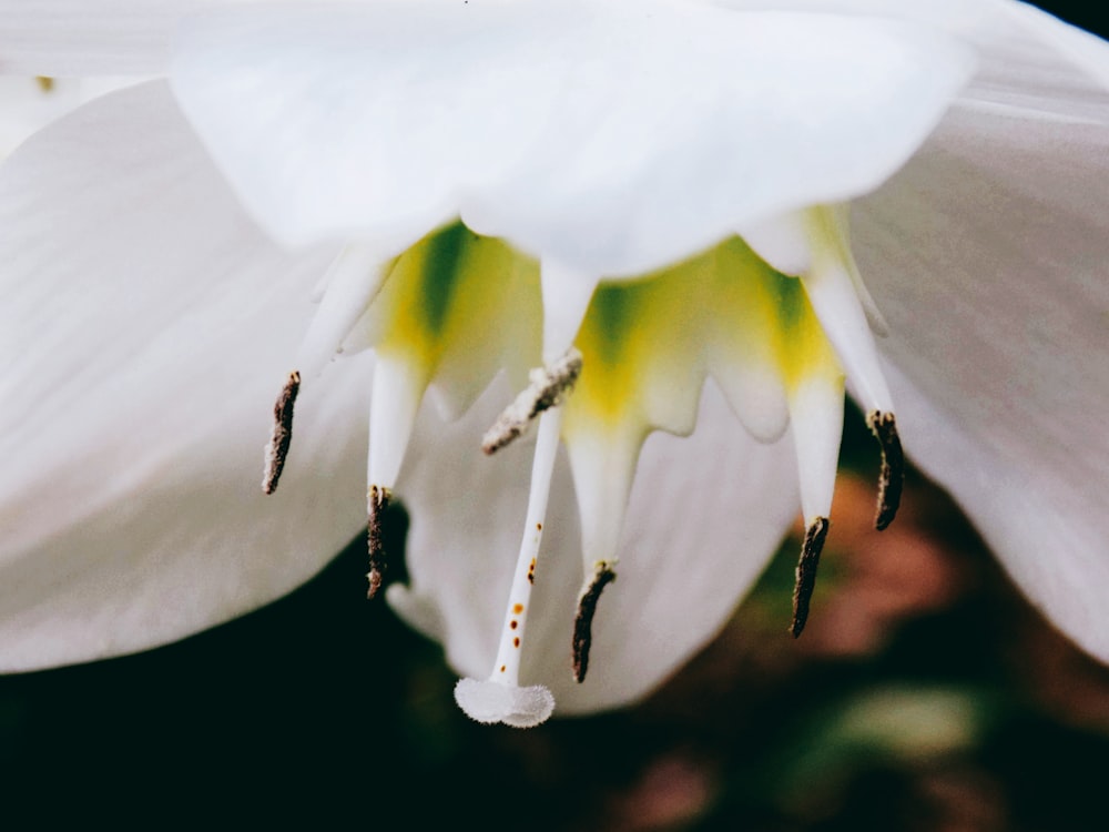 close-up photography of white lily flower
