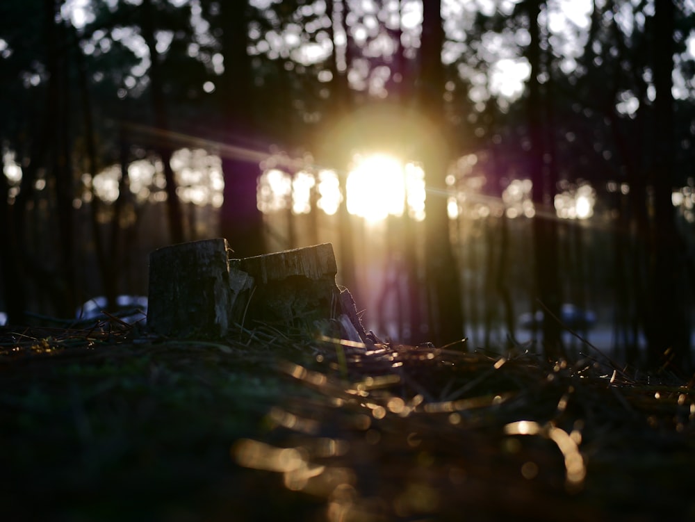 selective focus of grass during sunrise