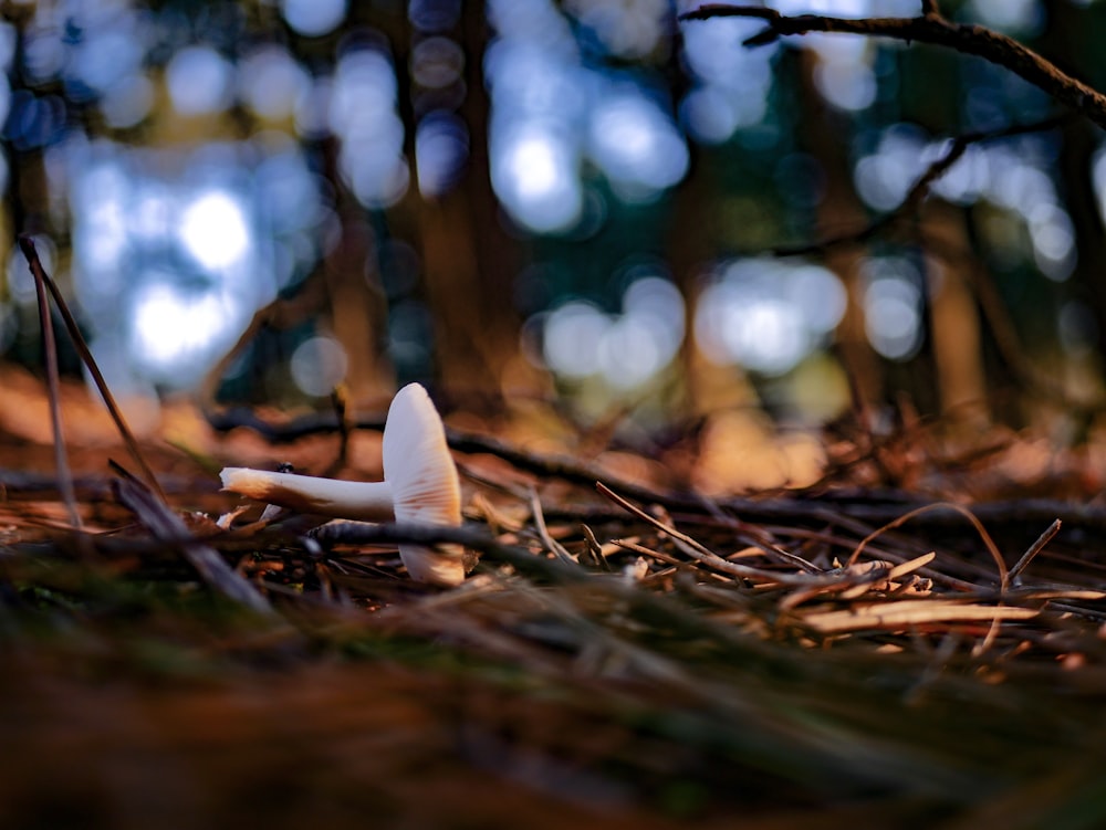 갈색 나뭇가지에 흰 버섯의 선택적 초점 사진