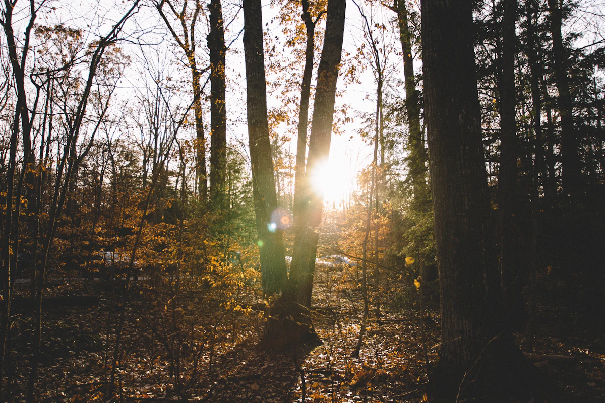 Low sun through late-autumn woods near Traverse City, with yellow leaves on the ground