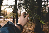 Hands gently holding vibrant green leaves with dewdrops in a forest setting.