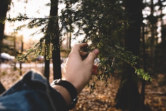 Close-up of hands gently touching green leaves in a sunlit forest.