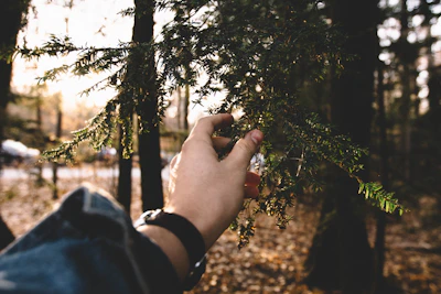 Hands gently holding vibrant green leaves with dewdrops in a forest setting.