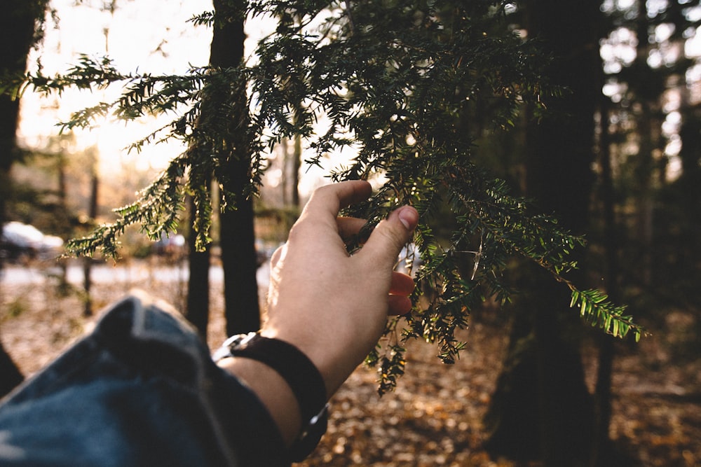 shallow focus photography of person holding green leaves