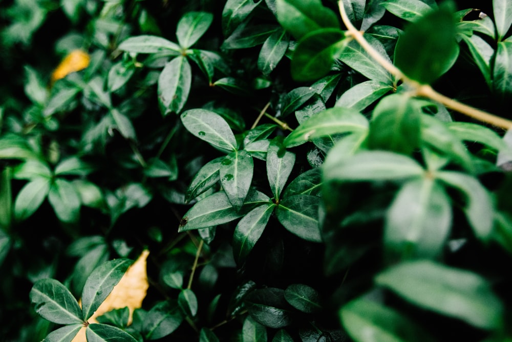 green leafed plant