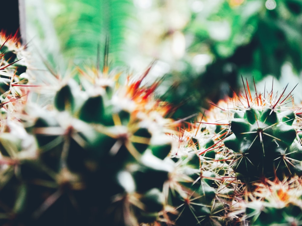 Fotografía de enfoque superficial de plantas de cactus