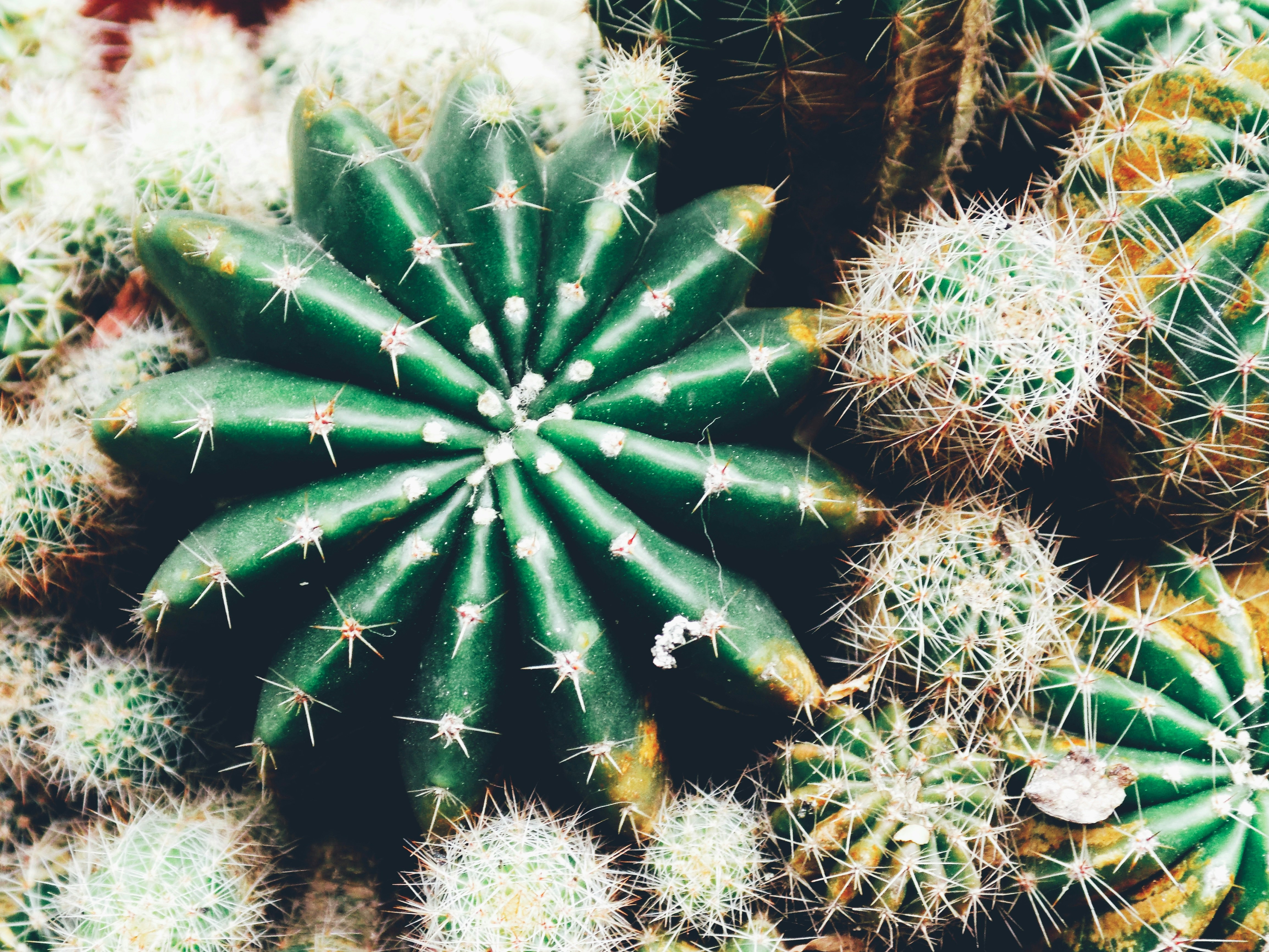 Small round cactus plant adding beauty to home decor