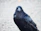 Close-up of an elegant black raven keychain hanging from a set of keys.