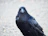 Close-up of an elegant black raven keychain hanging from a set of keys.