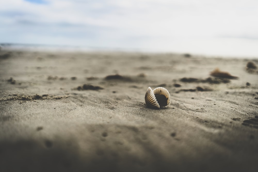해변 모래에 하얀 조개