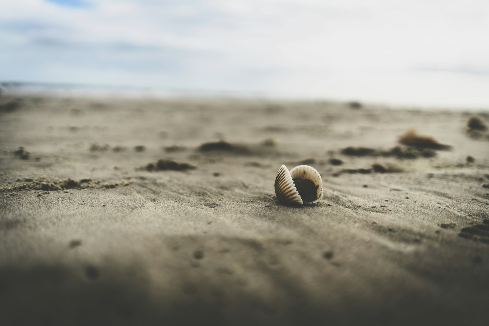 Sony a7R II + Sony FE 28mm F2 sample photo. White seashell on beach photography