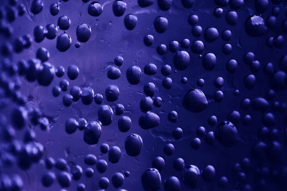 closeup photo of water dews