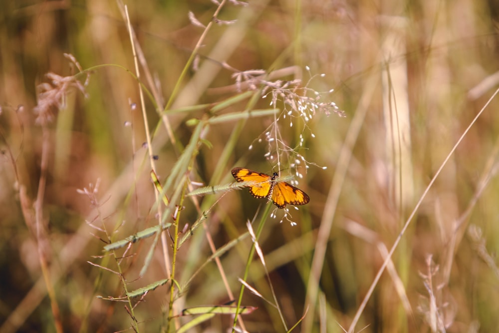 mariposa amarilla sobre hierba verde