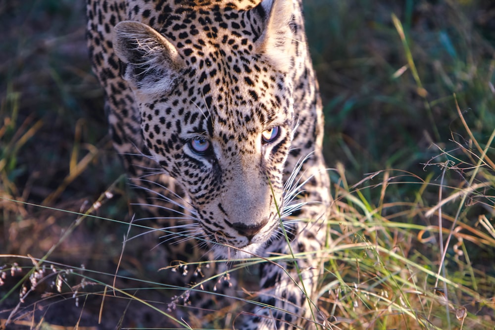 Leopard walking on grass