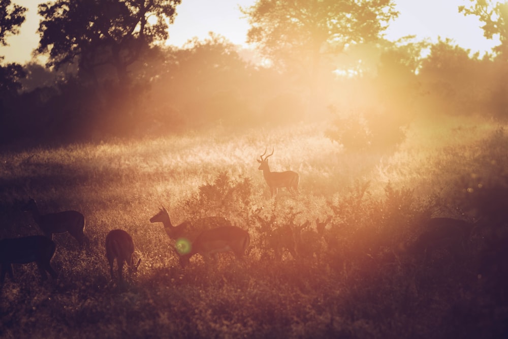 group of reindeer in grass field during sunrise
