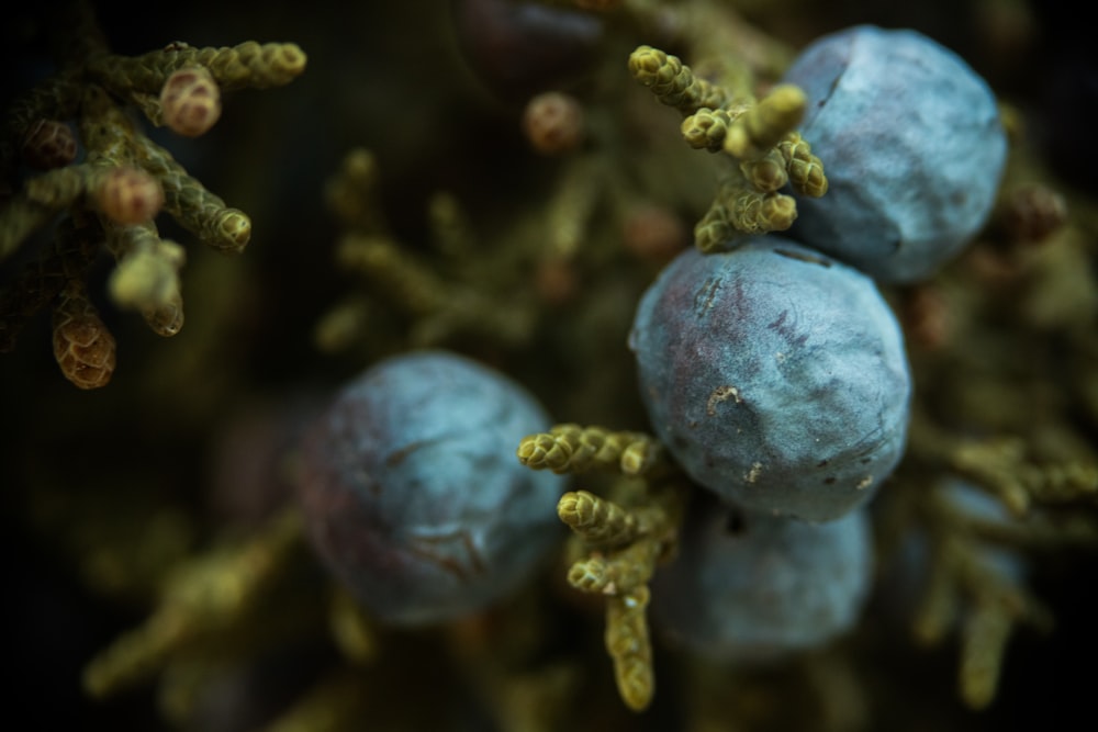 A closeup shot of juniper berries, blue berries on a green bush.