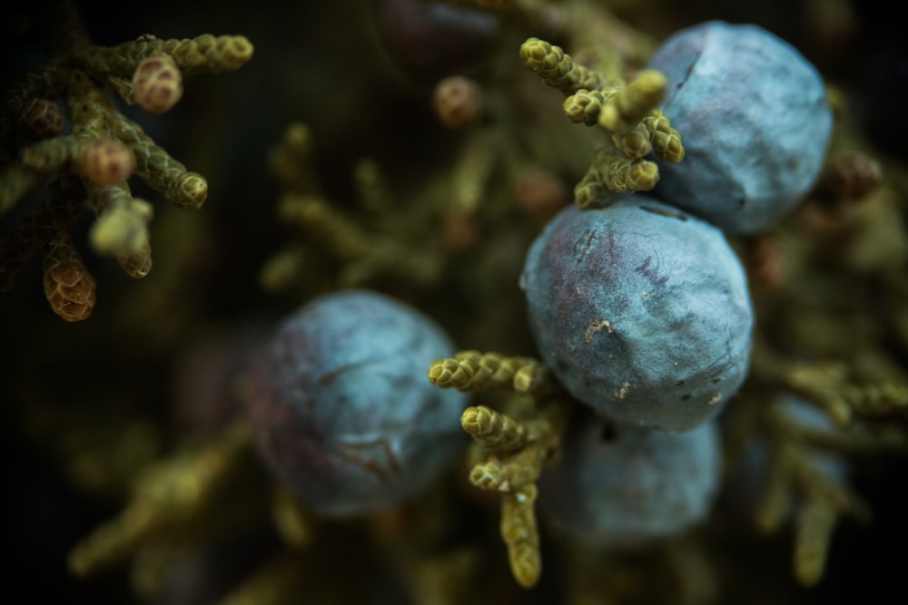 purple round fruit in close up photography