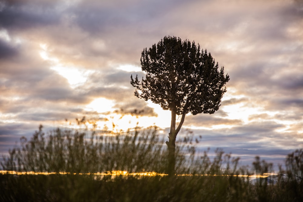 Grünes Grasfeld unter bewölktem Himmel während des Tages