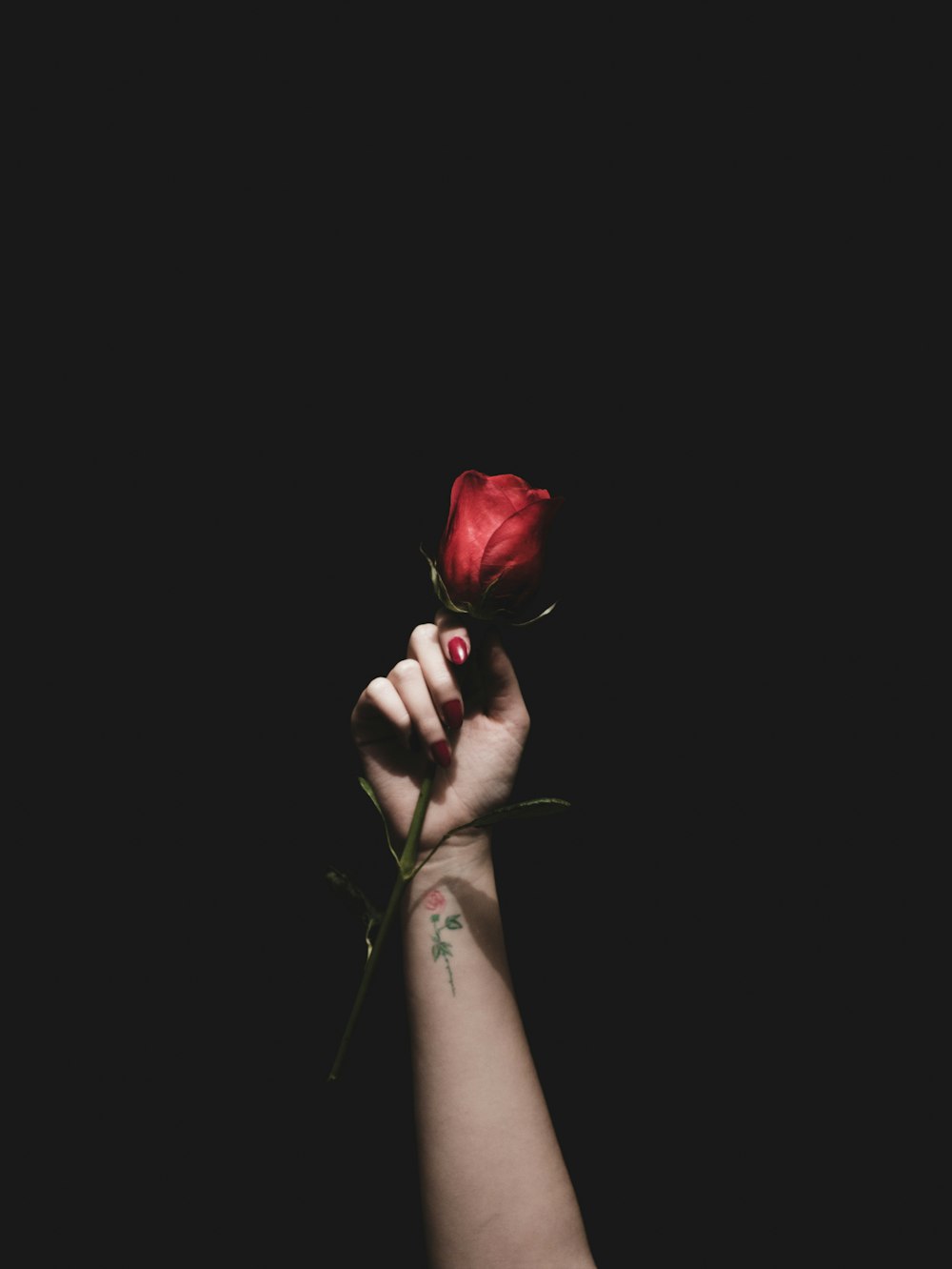 person holding red rose flower