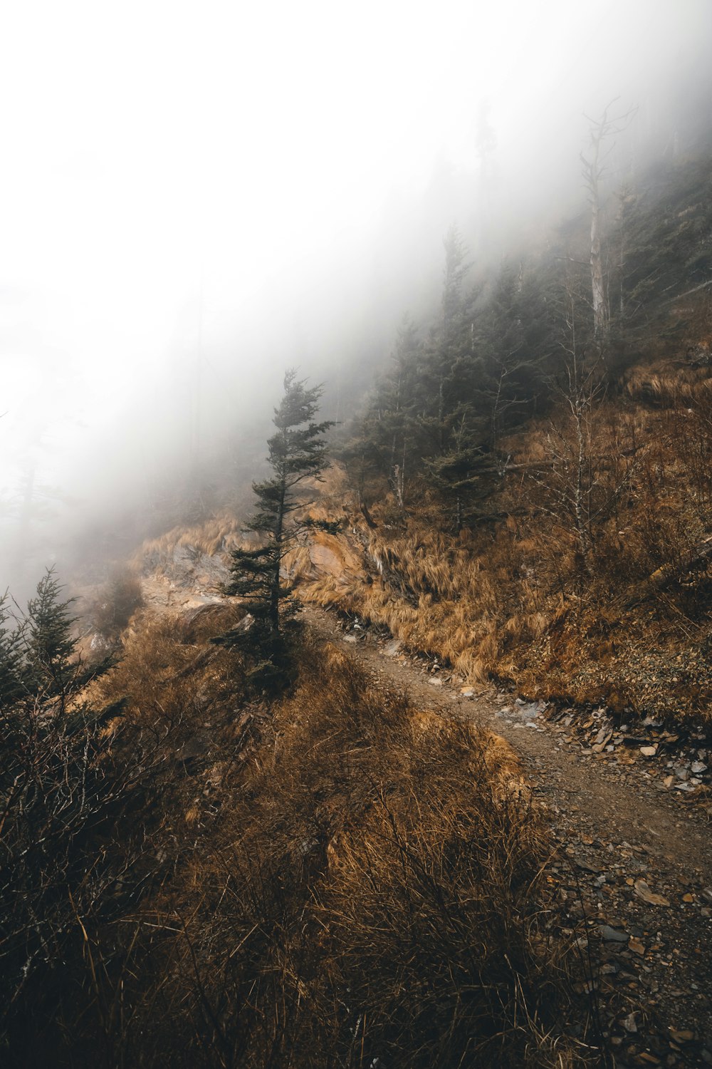 a foggy mountain trail with trees on the side