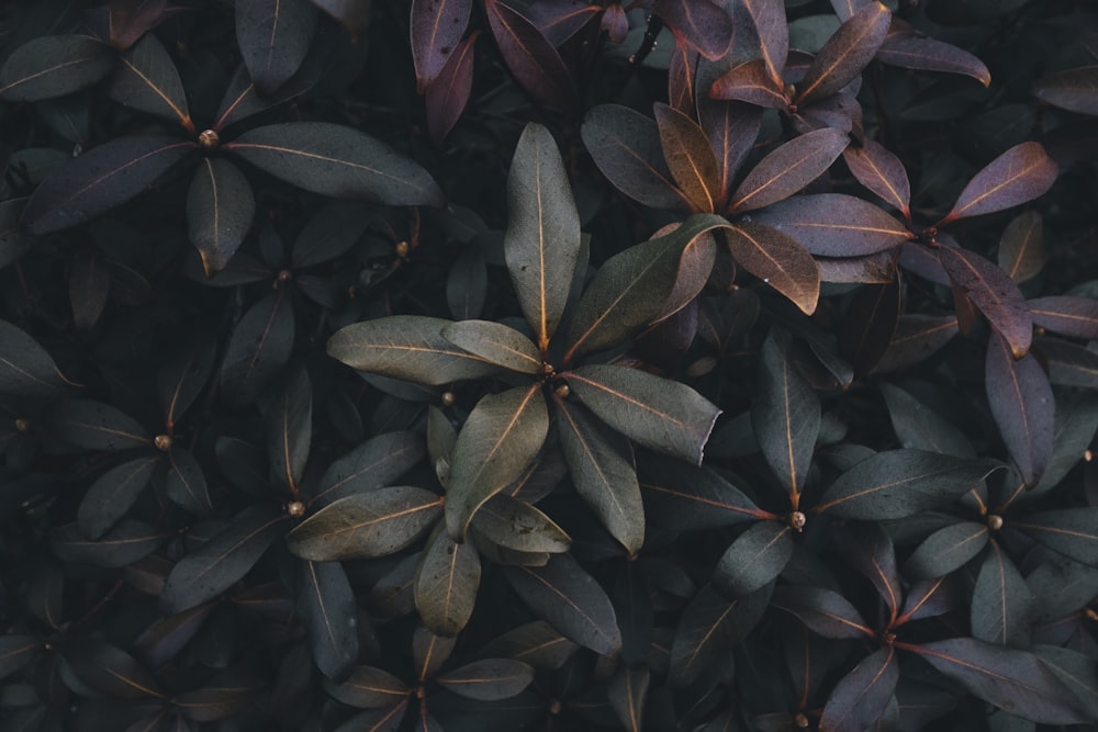 green and purple plants