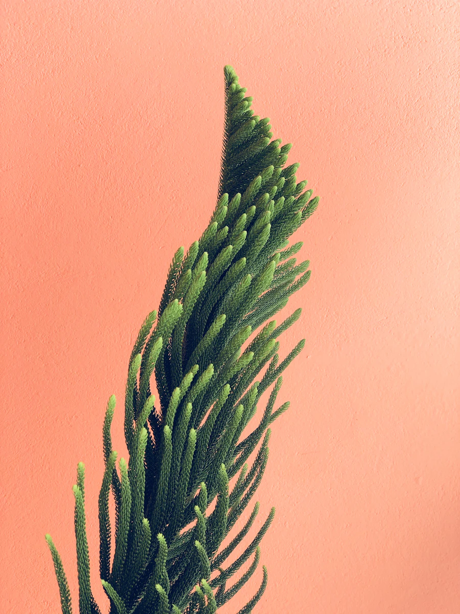 Areca Palm - एरीका पाम