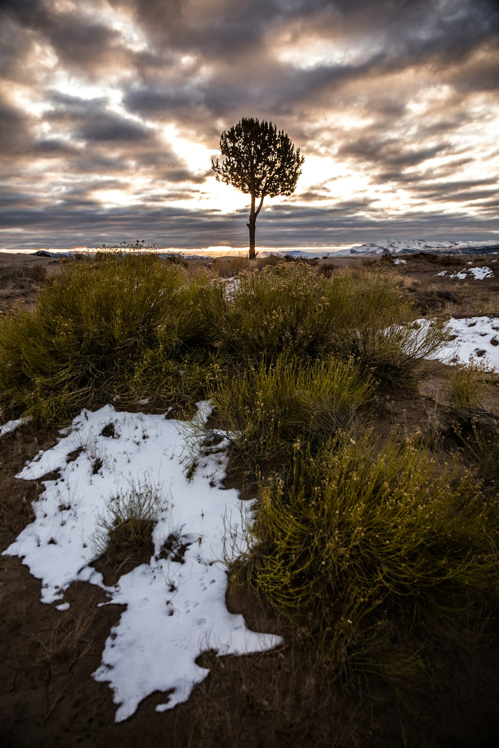 green grass on white snow field during daytime