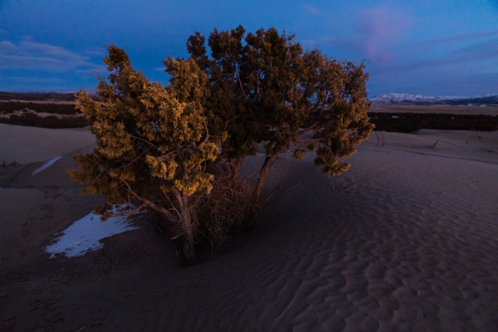foto di albero sulla sabbia