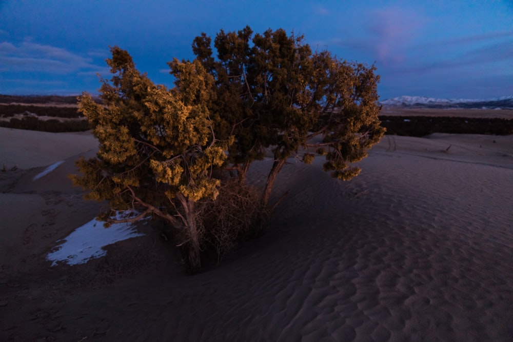 Foto de árbol en la arena