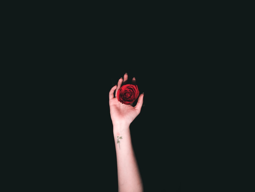 person holding red rose