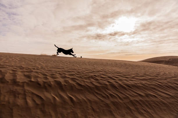 A heartwarming image of a rescued dog playing in a sunny Sicilian landscape.