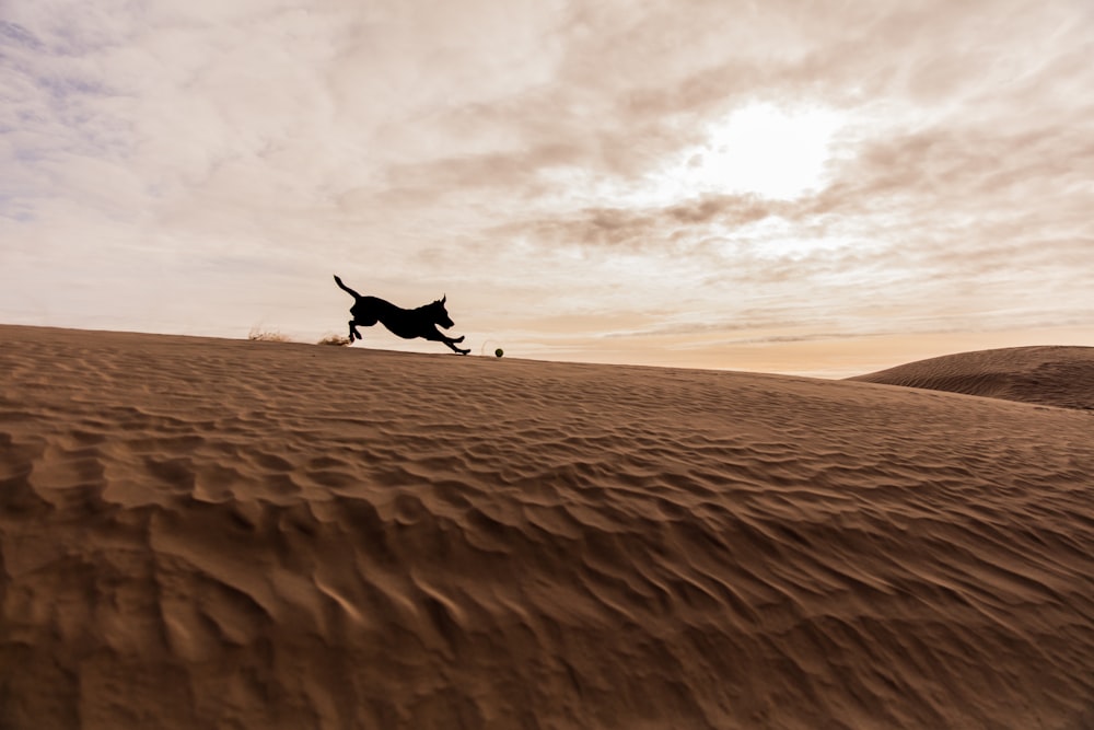 砂漠で遊ぶ犬のシルエット写真