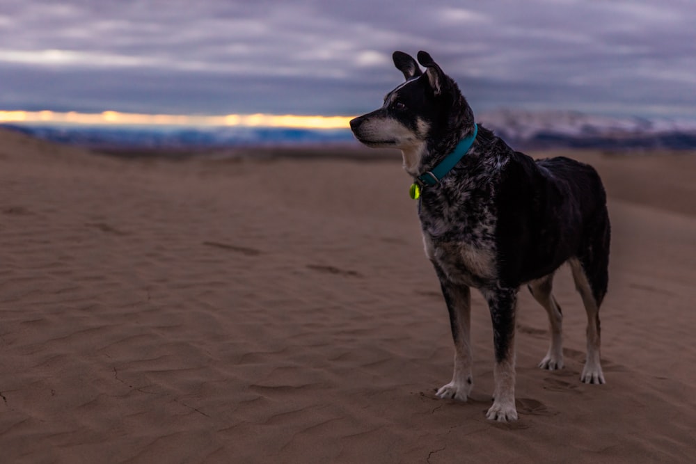 Selektives Fokusfoto eines kurzhaarigen schwarzen und braunen Hundes in der Wüste unter bewölktem Himmel bei Tag