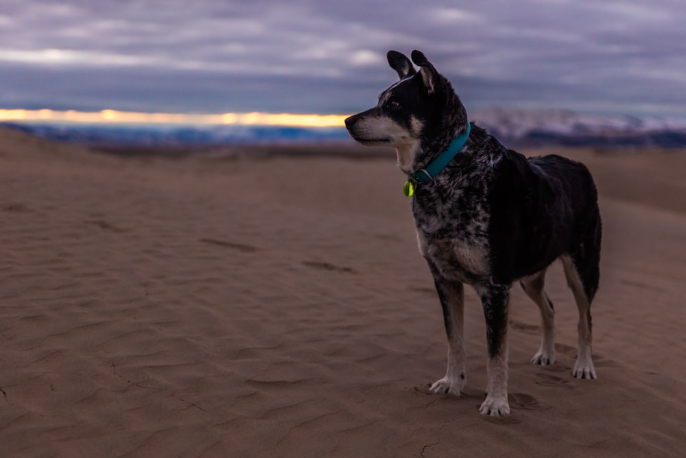 Foto de enfoque selectivo de perro negro y marrón de pelo corto en el desierto bajo el cielo nublado durante el día