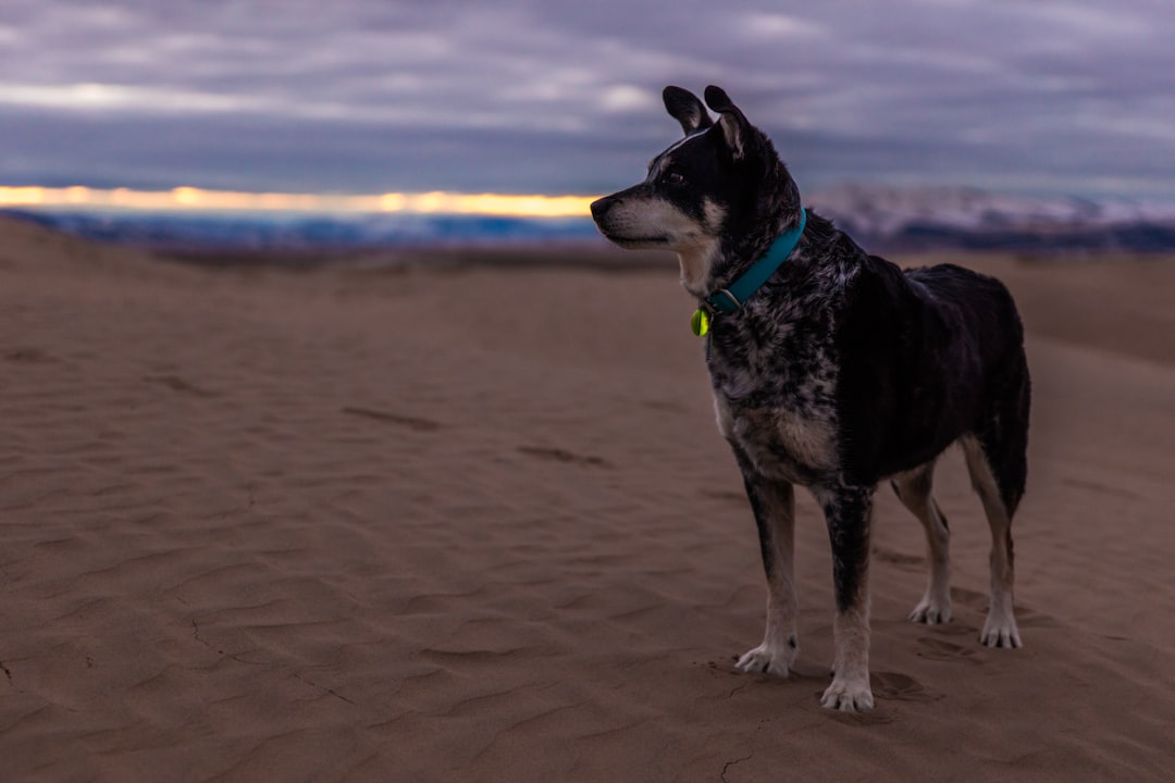 selective focus photo of short-coated black and brown dog on desert under cloudy sky at daytime, Guarded Avenue