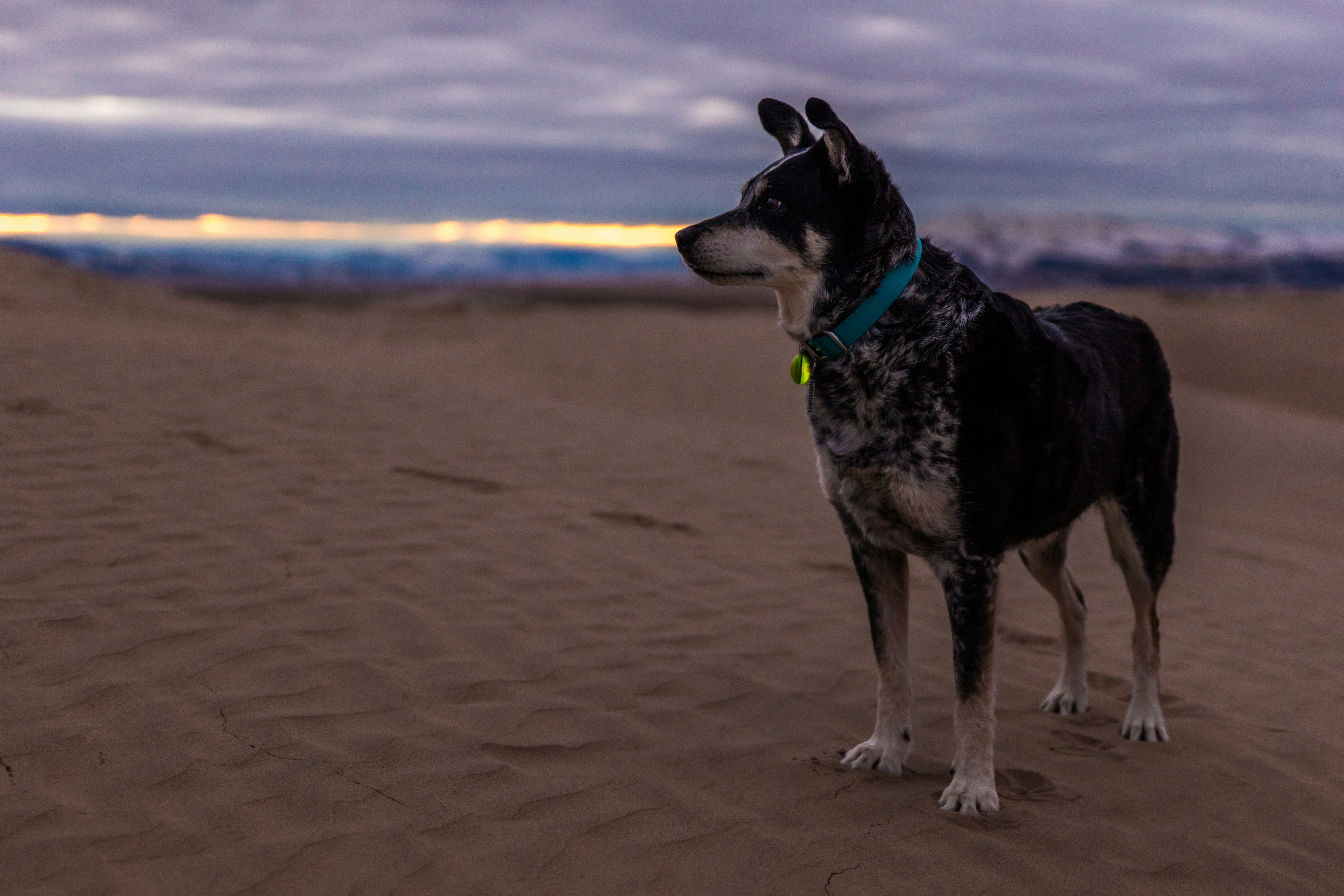 selective focus photo of short-coated black and brown dog on desert under cloudy sky at daytime