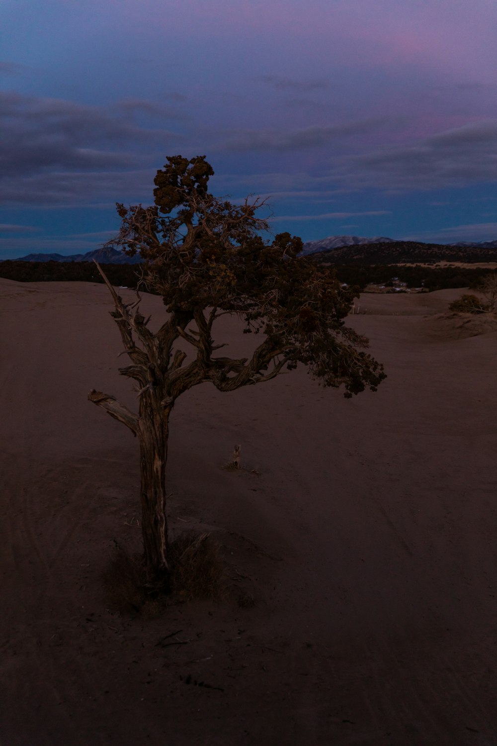 aerial photography of green leafed tree