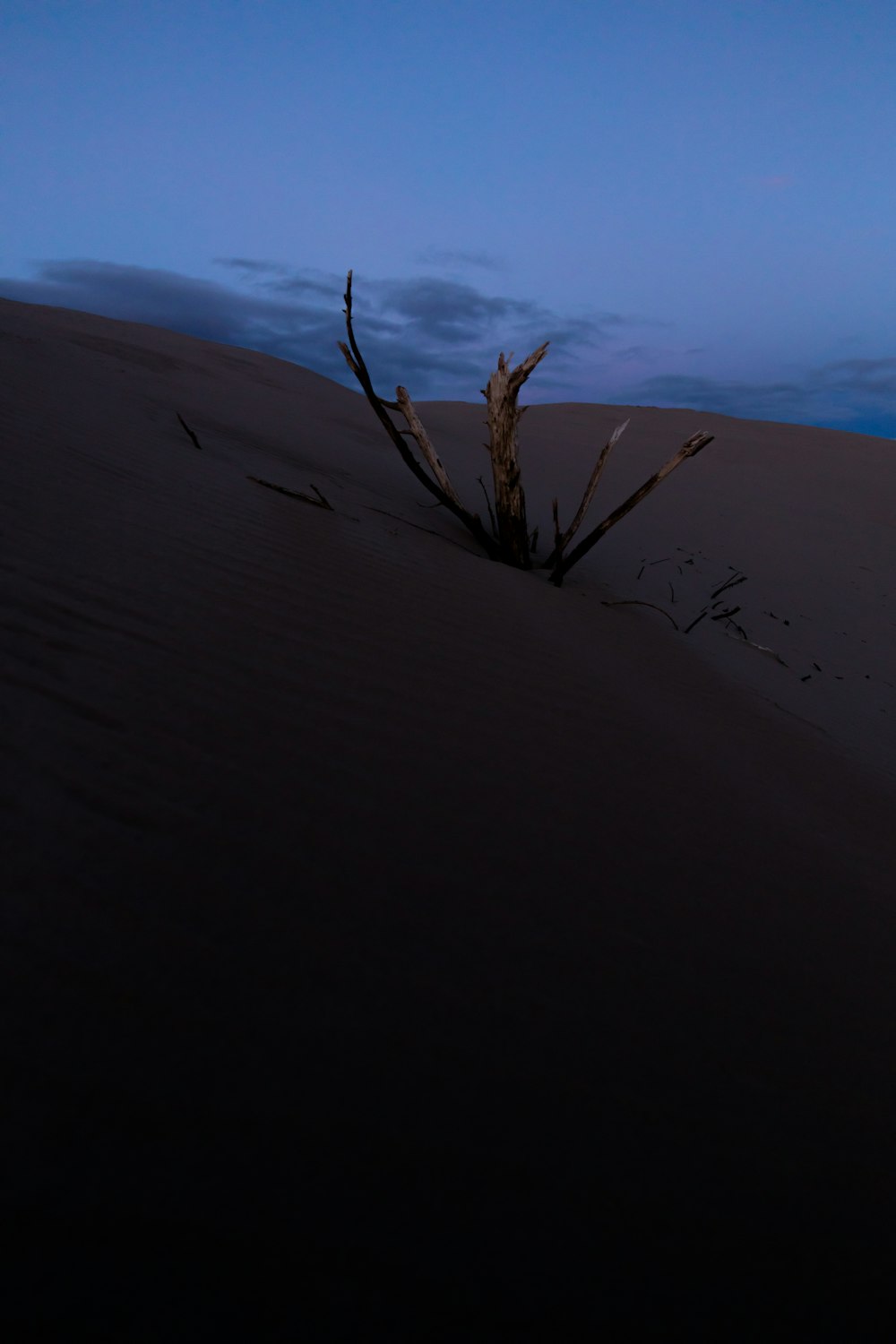 albero marrone senza foglie sul deserto