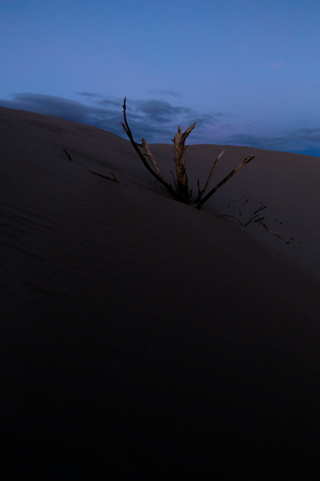 brown leafless tree on desert