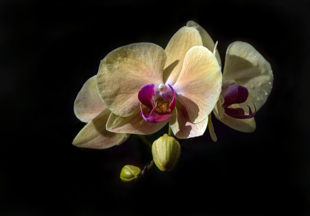 flor de orquídea beige