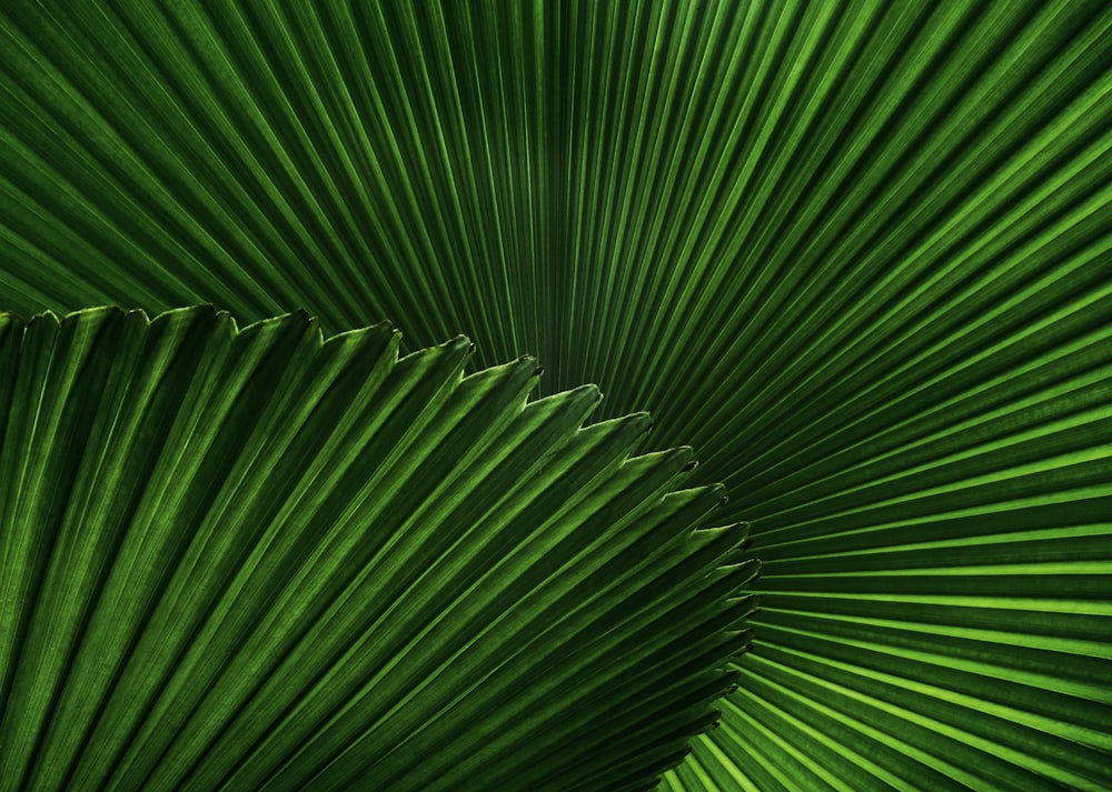 un gros plan d’une feuille de palmier verte