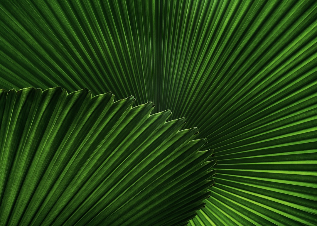 Explore Lush Rainforests and Remote Beaches with Visa-Free Access… — Explore Lush Rainforests and Remote Beaches