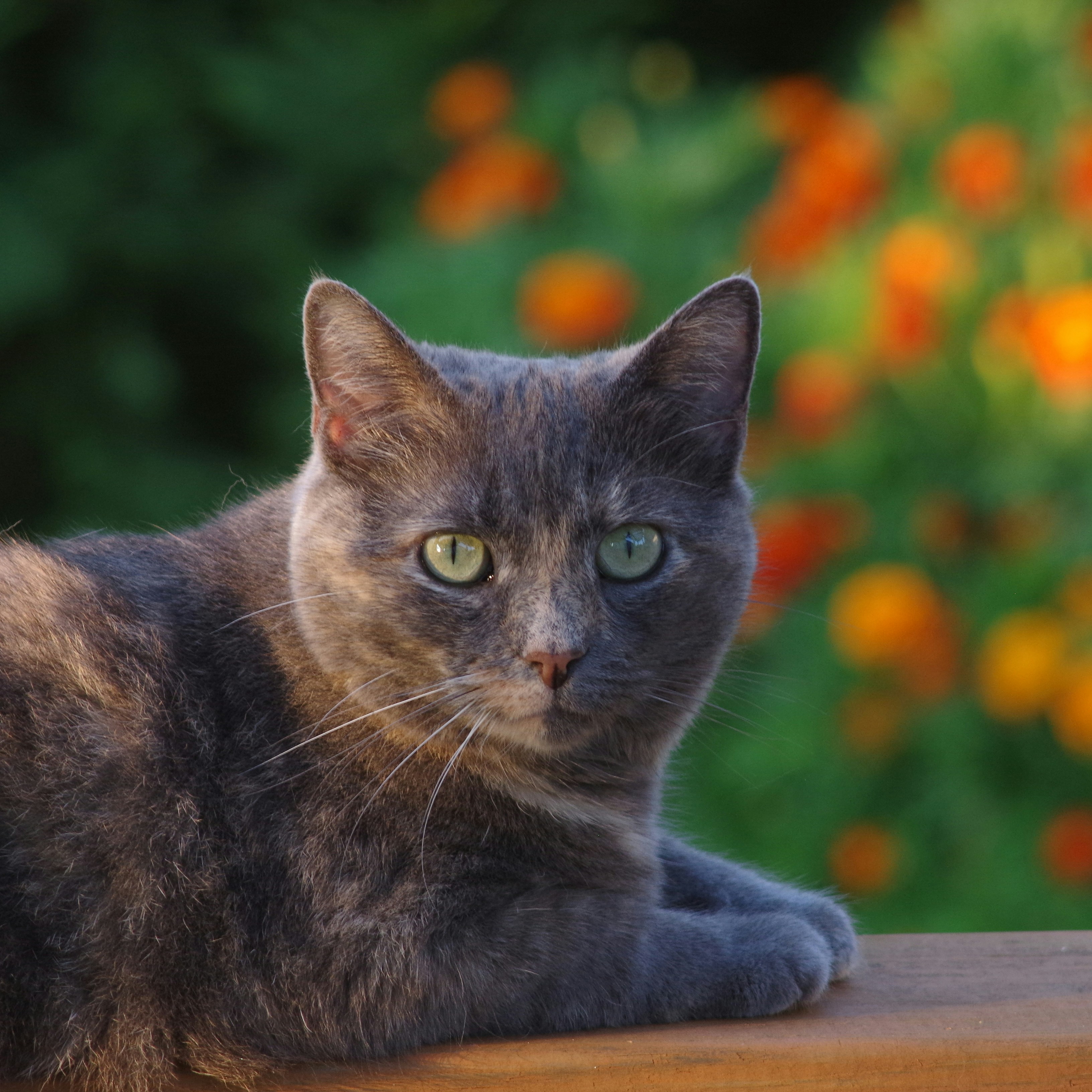 Cat Glamour Shot Photo By Mark Hoffman Mgvh On Unsplash