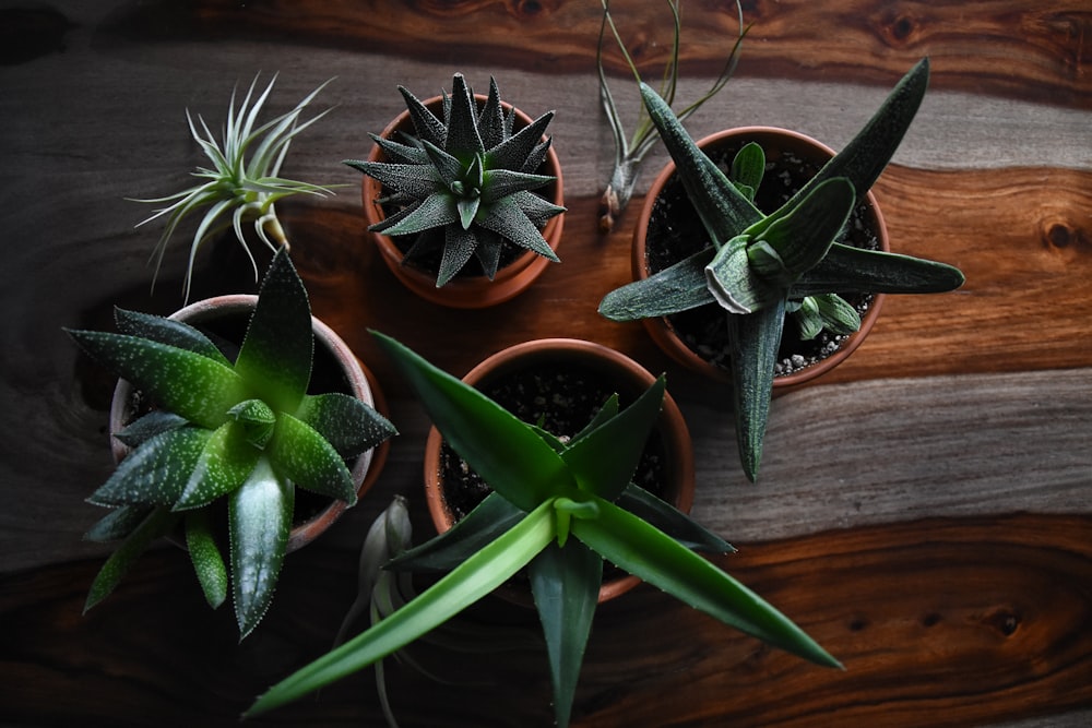 five potted succulent plants on brown surface closeup photography