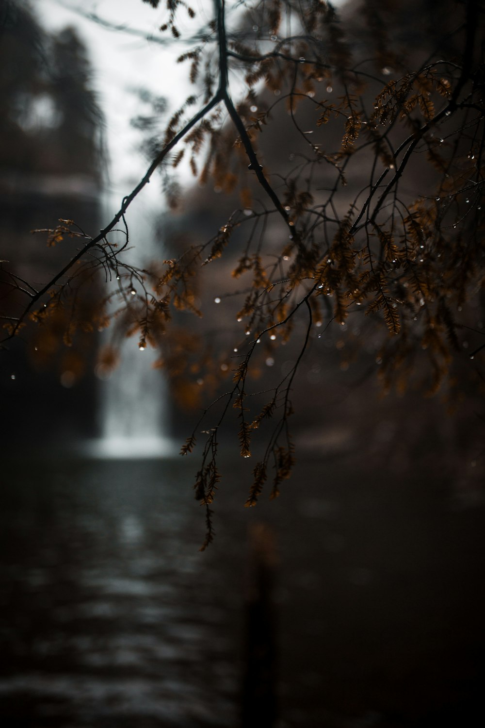 a tree branch hanging over a body of water