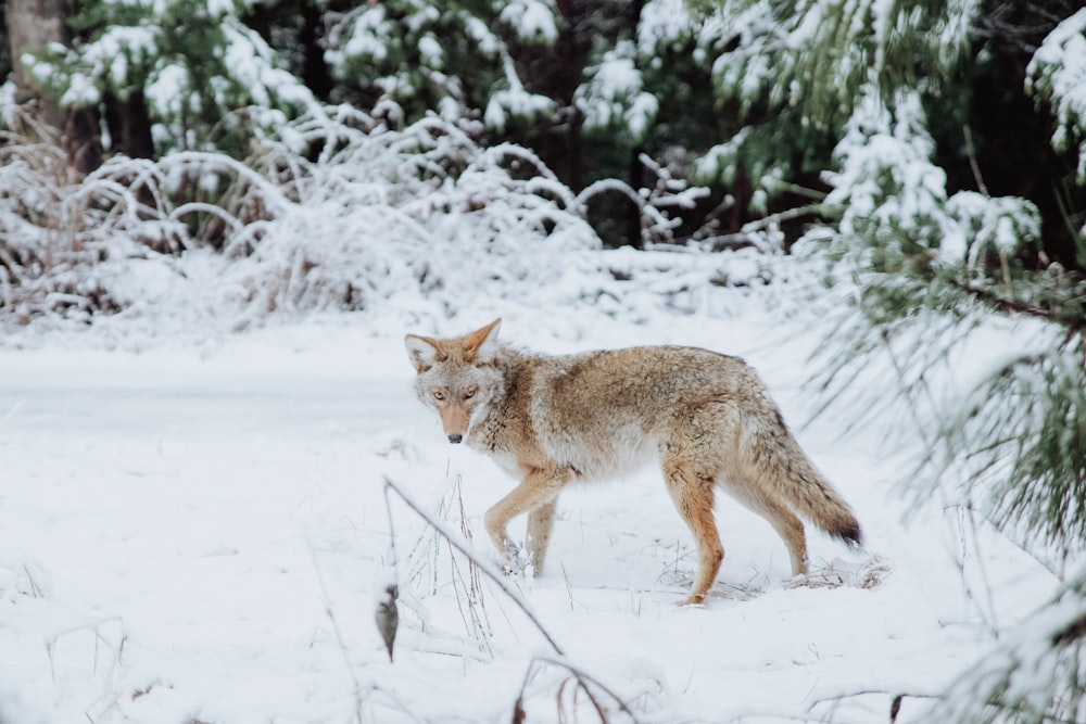 Brauner Wolf geht auf Schnee