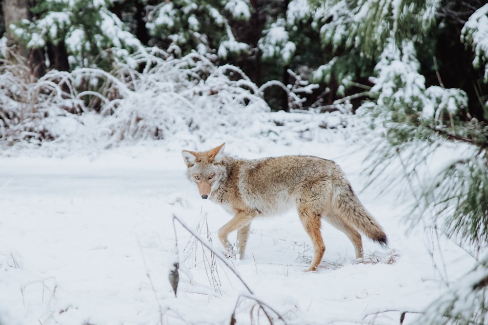 lupo marrone che cammina sulla neve